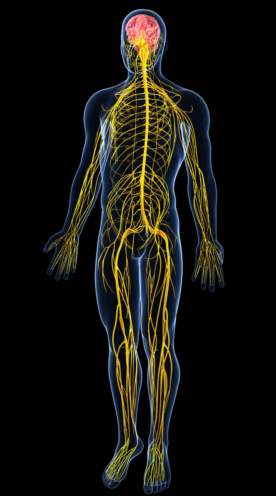 nervous system stems from spinal column